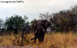 elephant.jpg (43802 bytes)