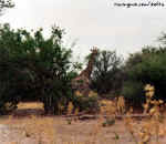 giraffe.jpg (62371 bytes)