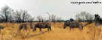 zebras.jpg (29591 bytes)