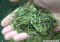 dragon_well_green_tea.jpg (106519 bytes)